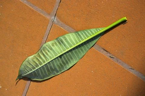 Leaf on red bricks Stock Photos