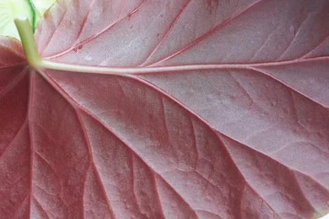 Leaf red close up Fotos Stock