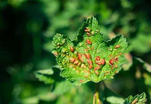 Leaf of a red currant of the amazed sheet plant louses Stock Photos