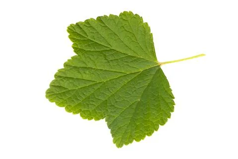 A leaf of red currant, isolated on a white background Stock Photos