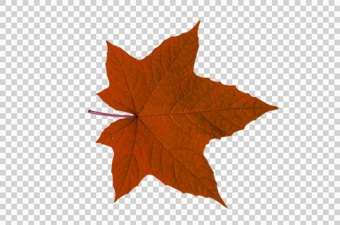 Leaf red Isolate on transparent background PNG file 스톡 사진