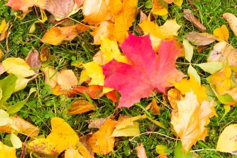 Leaf red maple yellow leaves background autumnal flora colorful base seasonal Foto stock