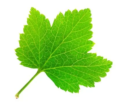 Leaf of red or black currants isolated on white background Foto stock