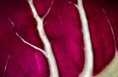 Leaf of red radicchio background image close-up Foto stock