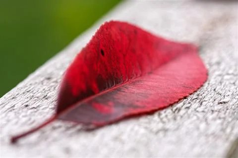 Leaf of red robin tree close up on wood Stock-Fotos