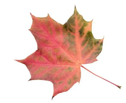 Leaf with red stem and veins. leaf is on white background.  leaf is in  fall  Foto stock