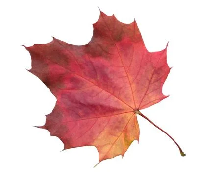Leaf with red stem and veins. leaf is on white background.  leaf is in  fall  Stockfoto's