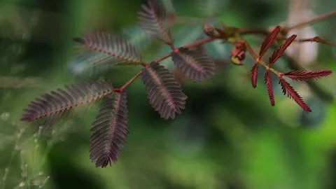 A leaf with a red tip is shown in a green background Stock Photos