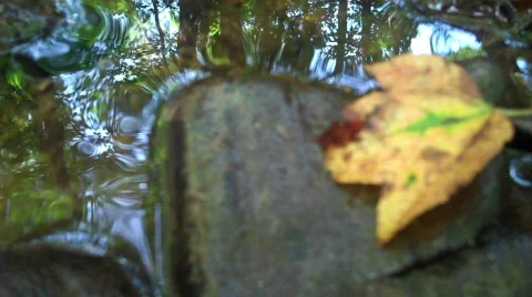 Leaf reflection Stock Footage 607147