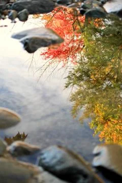 Leaf Reflection in River Stock Photos