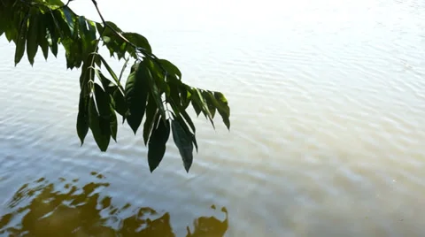 Leaf with reflection on the water 動画素材 36442473