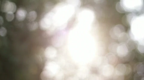 Leaf Refrations HD Video stock 841227