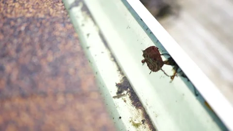 Leaf Remants and Gunk Flowing Gently in Gutter with Low Water Stock Footage 340113296