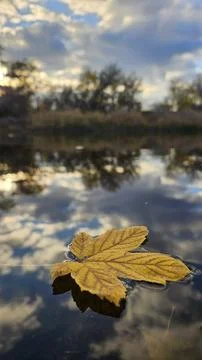 Leaf Resting on Water Stock Photos