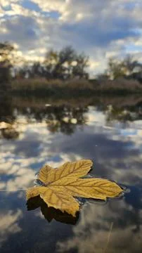 Leaf Resting on Water Stock Photos