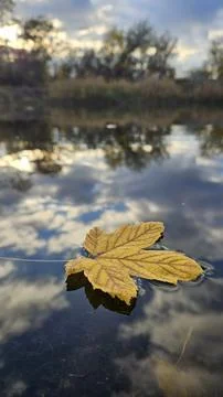 Leaf Resting on Water Stock Photos