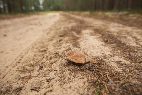 A leaf rests on the dirt road surrounded by grass and trees Stock Photos