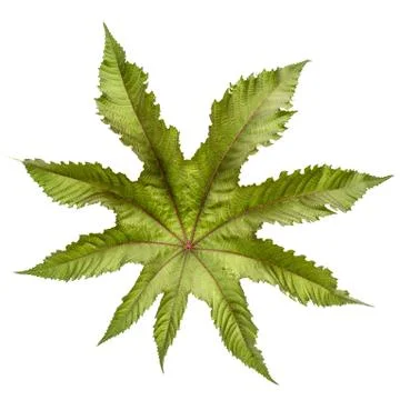 Leaf of ricinus communis close-up. isolated on white background Stock-Fotos