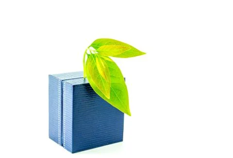 Leaf on ring box Stock-Fotos