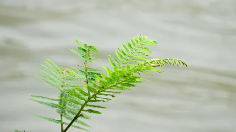 Leaf with river background Stock Footage 270066472