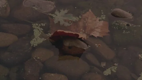 Leaf in the River Stock Footage 71281535