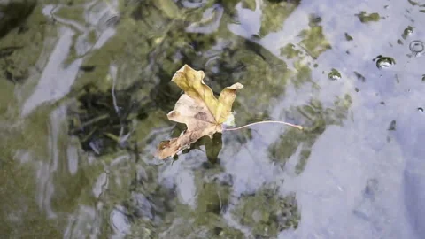 Leaf River Stock Footage 286283613