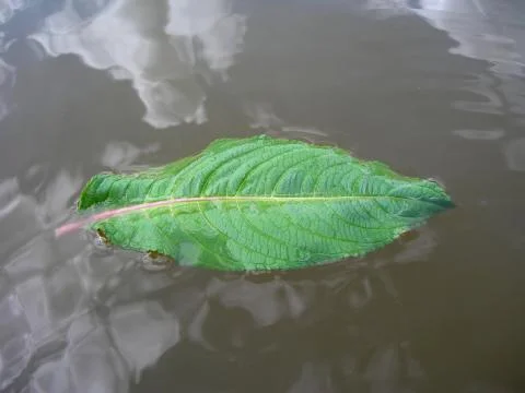 Leaf in the river Stock Photos