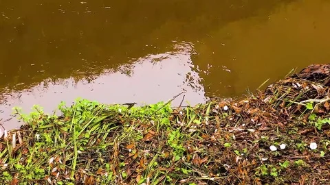 Leaf River Texture Stock Footage 79502536
