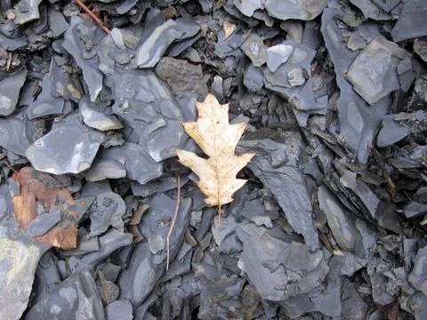 Leaf in riverbed Stock Photos