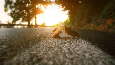 Leaf on the road, leaves. Stock Footage 97761364