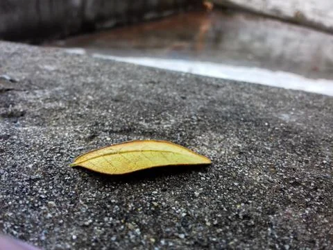 A leaf on Road Stock Photos
