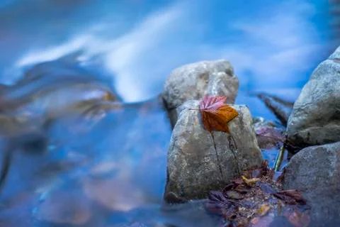 Leaf on rock near river Stock Photos