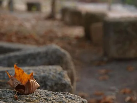 Leaf in the rock Stock Photos