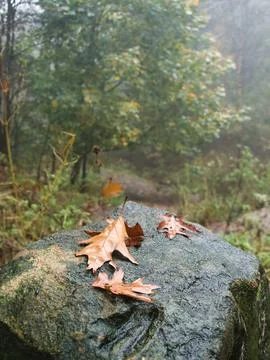 Leaf on a rock Stock Photos