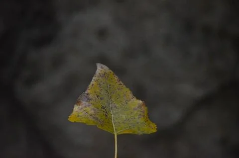 A leaf is on a rock. Stock Photos