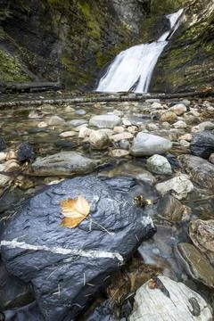 Leaf on rock at waterfalls. Stock Photos