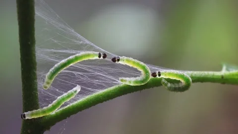 Leaf roller caterpillars (Sylepta derogata) on a plant Vídeos de archivo 251895123