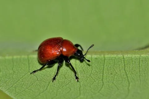 Leaf-Rolling Weevil Stock Photos