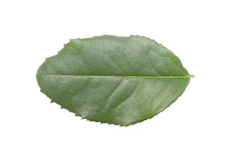 Leaf of Rose Isolated Stock Photos