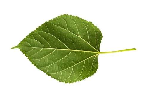 Leaf rose isolated on white background 스톡 사진