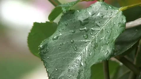 Leaf of rose in the rain 動画素材 41171863