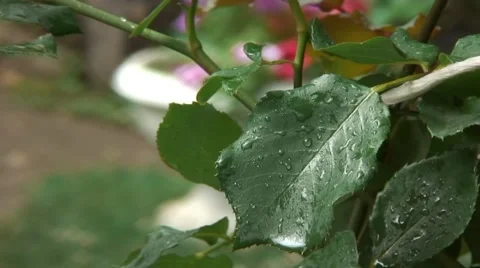 Leaf of rose in the rain 스톡 동영상 41171909