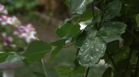 Leaf of rose in the rain Stockbeeldmateriaal 41171914