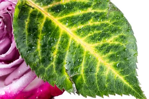 Leaf rose with water drops Stock Photos