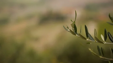 From a leaf of rosemary look at the house Stock Footage 94525306