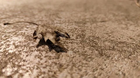 Leaf on Rough Concrete Close Up 4K Stock Footage 237113172