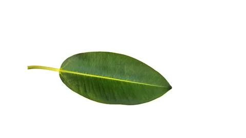 Leaf of the rubber fig tree Foto stock