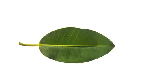 Leaf of the rubber fig tree Stock Photos