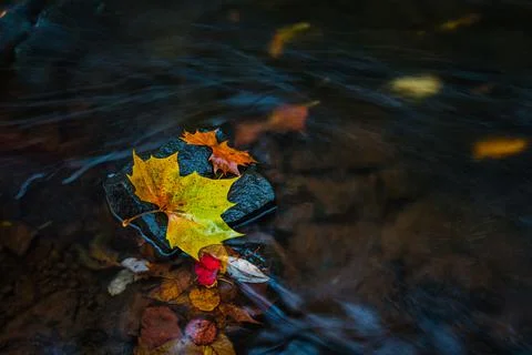 Leaf in Rushing Stream Water Foto stock