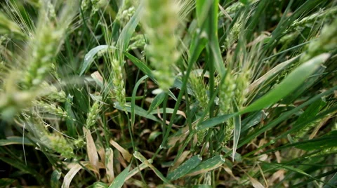 Leaf rust on a cereal plants Stock Footage 62790394